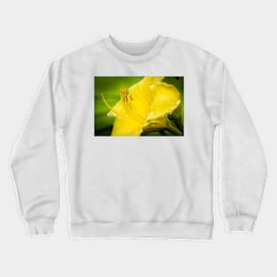 Close-up of Yellow Daylily 14 Crewneck Sweatshirt